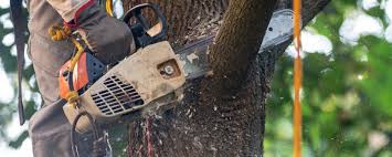 Lawn Pest Prevention in Russell, PA