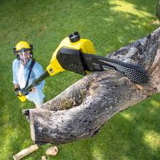 How Our Tree Care Process Works  in  Russell, PA