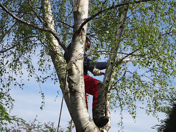 Trusted Russell, PA Tree Care Experts